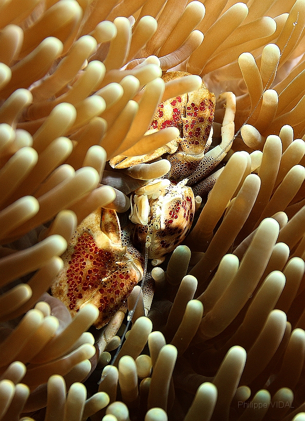 Sipadan_2015_Crabe porcelaine des anemones_Neopetrolisthes maculatus_IMG_2838_rc.jpg